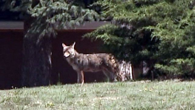 Coyote Attacks 6-Year-Old in Colorado