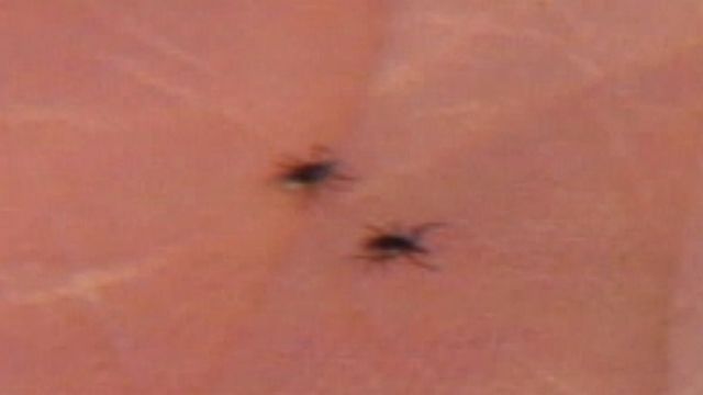 Tick born disease spreading through Lower Hudson Valley in NY