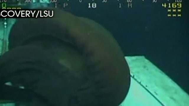 Video Captured of Giant Rare Jellyfish