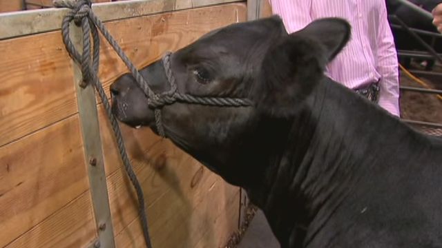 Learning the Ropes of Livestock Competition