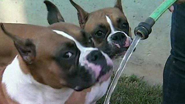 Pet Thefts on the Rise