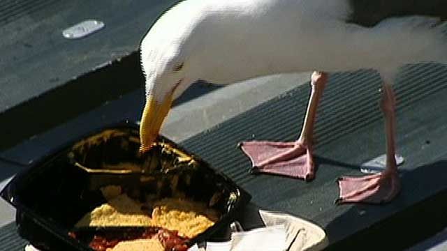 Seagulls Interrupting San Francisco Giants Games