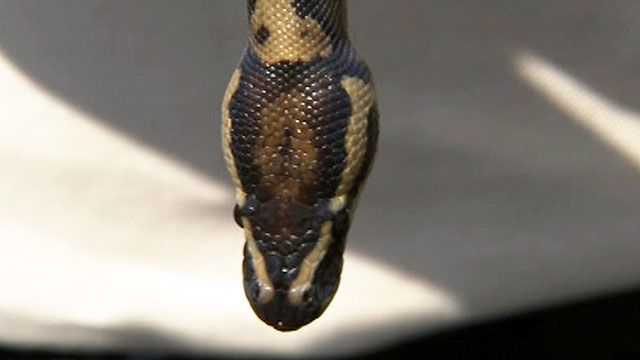 Python Found Hiding Inside Car
