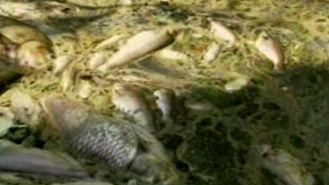Massive Fish Kill Clean-Up in Louisiana