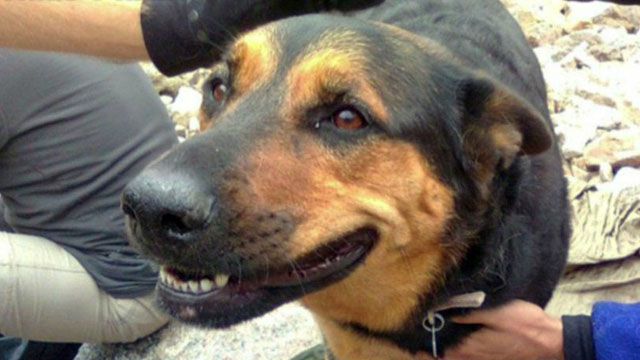 Man charged with animal cruelty for leaving dog on mountain
