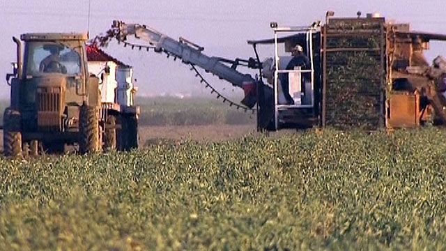 Rain Brings Farm Jobs to California