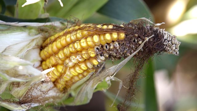 Corn harvest underway amid worst drought in 50 years