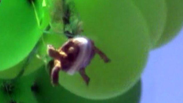 Outrage over 'flying' turtle prank