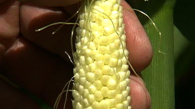 U.S. Corn Harvest Underway