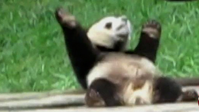 Baby Panda Busts a Move at Chinese Zoo