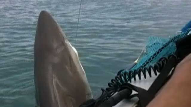 Video: Father, Son Catch Shark