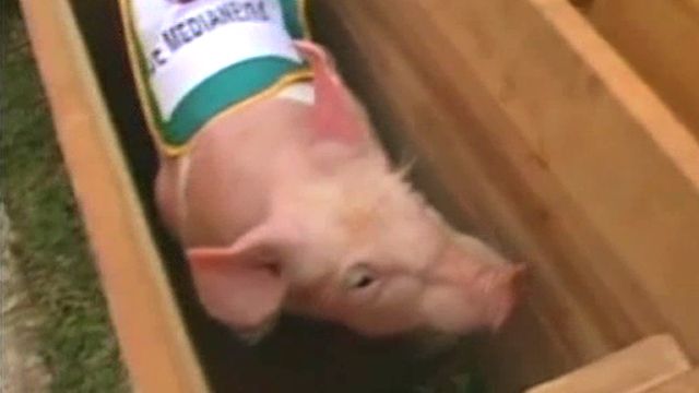 Porkers Race for 'Most Valuable Pig' Award