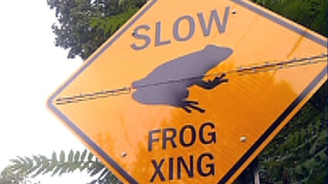 Fox Flash: Frog Crossing