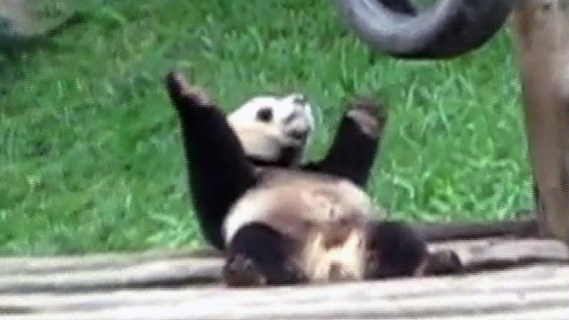 Panda Boogies at Chinese Zoo