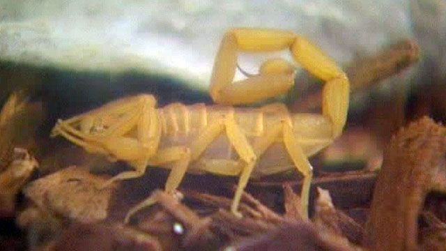 Scorpion Stings Rise With Temperatures in Arizona