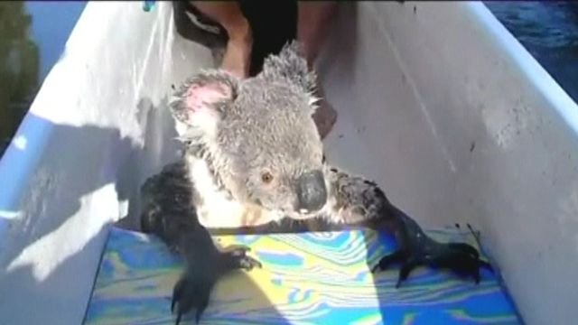 Koala hitches ride in canoe