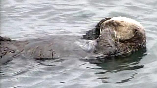 Getting Sea Otters Off Endangered List