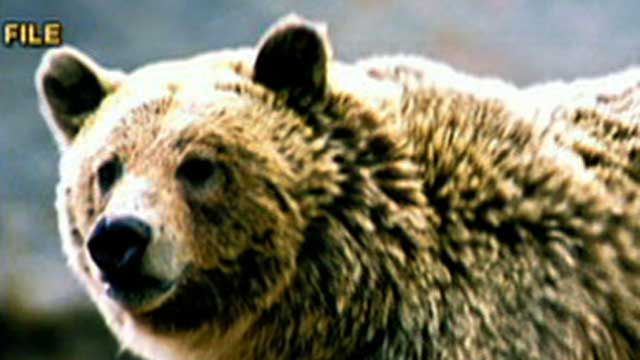 Grizzly Bear Kills Hiker