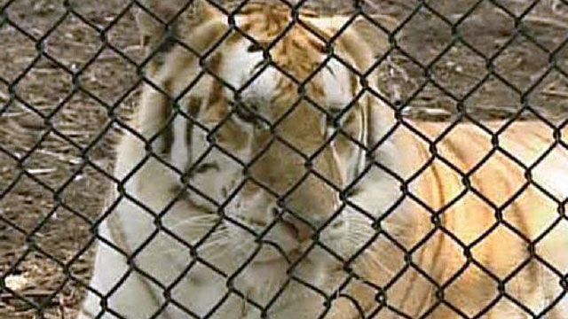 Escaped Tiger Closes Zoo