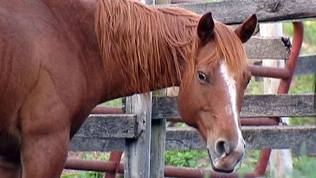 Sickly Horses Rescued From Minnesota Farm
