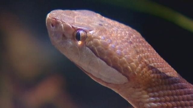 Woman Mistakes Poisonous Copperhead for Garter Snake