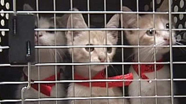 Pets stranded by Issac get a second chance