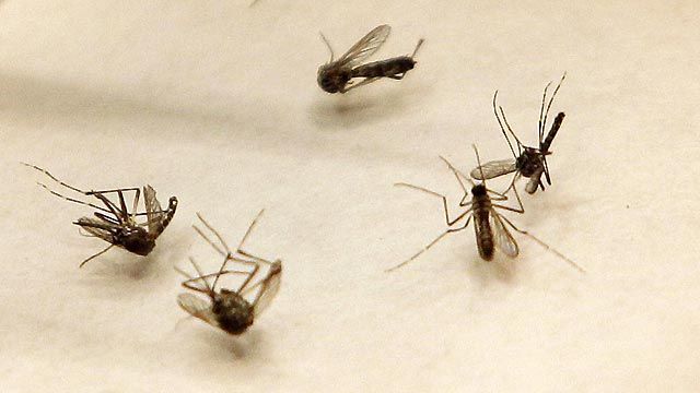 Confirmed case of West Nile virus in Florida