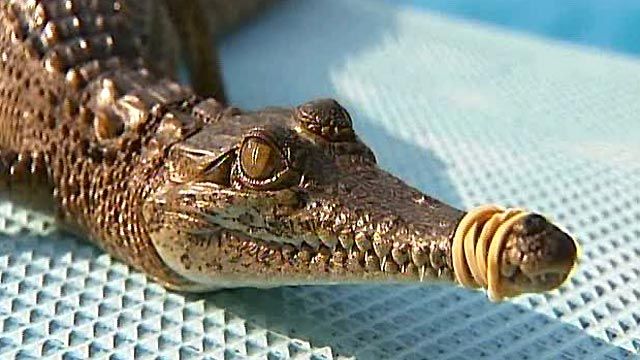 Crocodile Found in Public Pool
