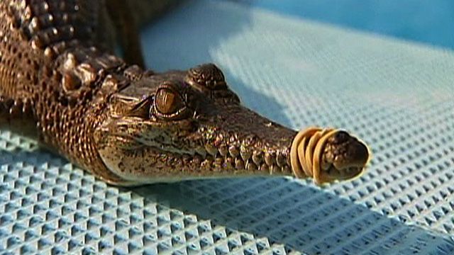 Baby Crocodile Found in Swimming Pool