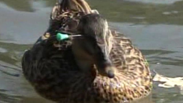 Duck Shot in Head With Blow Dart