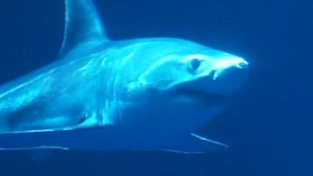 Great White Shark Gets New Home