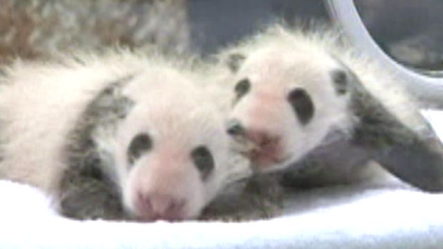 Newborn Giant Panda Twins Make Debut at Zoo