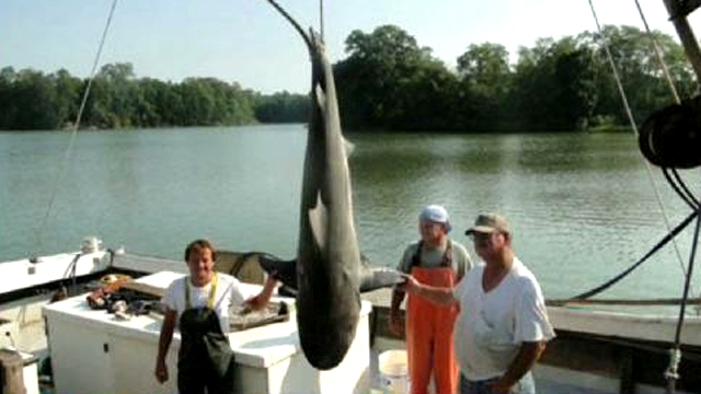 Catch of the Day: Bull Shark in Potomac River