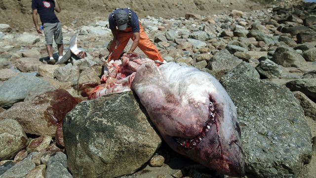 Great white death perplexes marine biologists