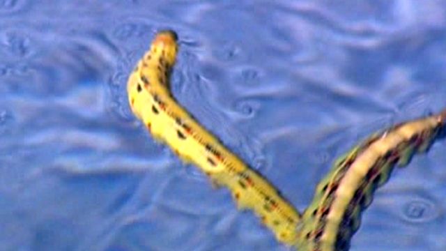 Caterpillar invasion in Arizona