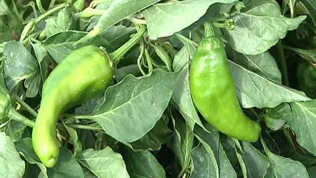 New law stops 'fake' NM chile