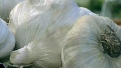 Hard Time Getting Rid of Garlic Breath?