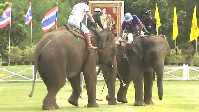 Elephant Polo Tournament Kicks Off in Thailand
