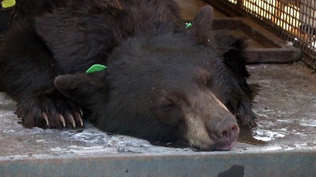 Dry conditions drive bears into Colorado neighborhoods  