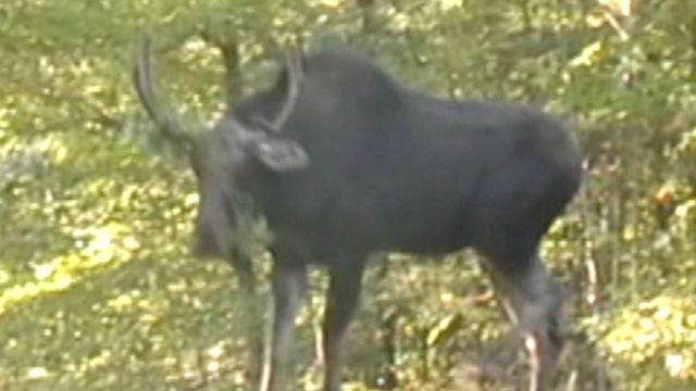 Moose attacks man in Vermont
