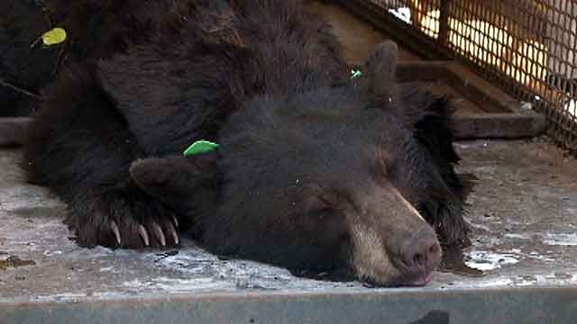 Bear takes over backyard in Colorado