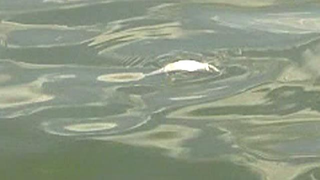 Oklahoma Drought Takes Toll on Fish Population