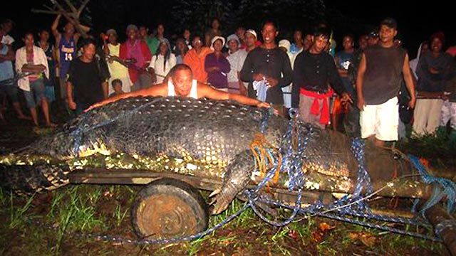 Monster Crocodile Captured in the Philippines