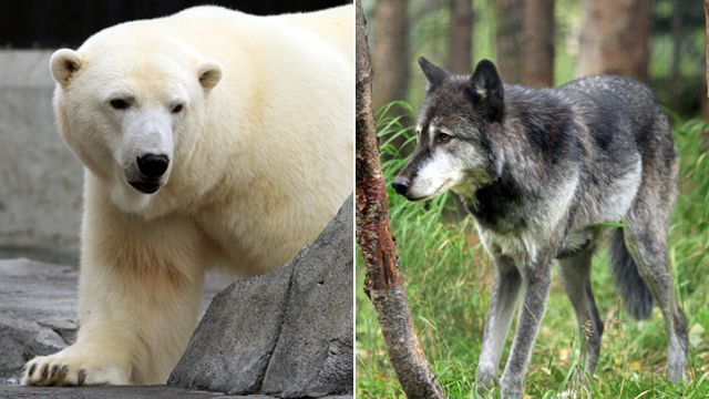 Across America: Polar bear, wolf run for zoo president