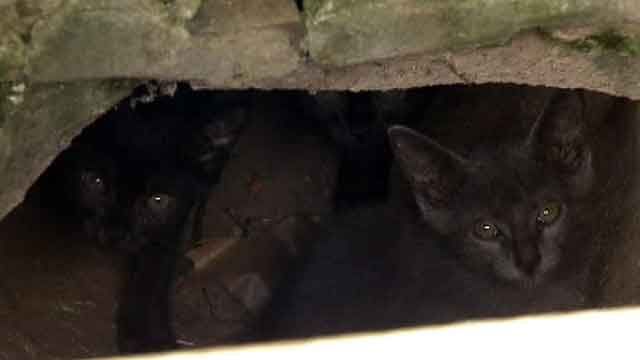 Kittens get stuck in street drain