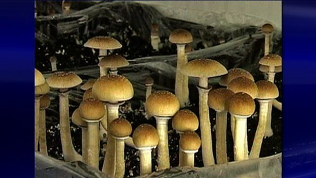 Mushroom Drug Can Help Cancer Patients