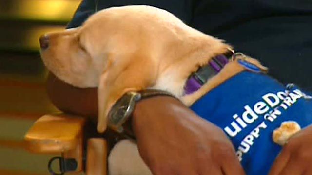 Need for Guide Dogs by the Visually Impaired