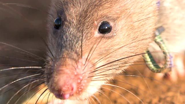 Giant Rats Sniff Out Tuberculosis