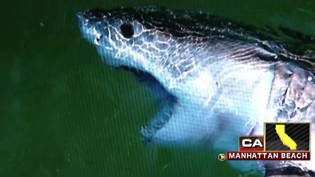 Across America: Fisherman reels in 8-foot great white shark
