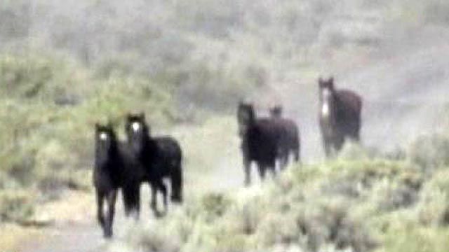 Feds Rounding Up Thousands of Wild Horses